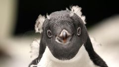 An Adelie penguin (Pygoscelis adeliae) ready for its close-up in a chilly habitat at Guadalajara Zoo