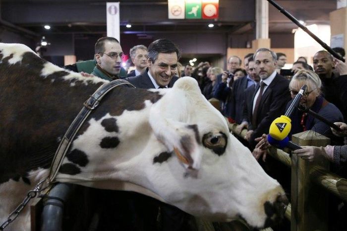 Francois Fillon visits the 2013 version of the Paris farm show but has postponed a visit to the 2017 event