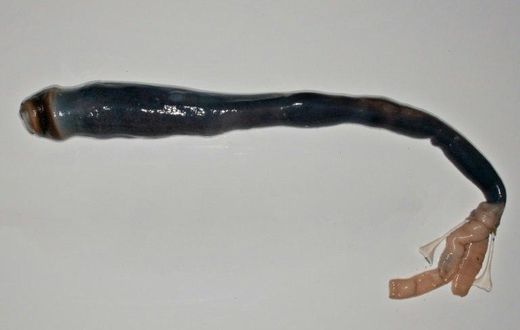 The giant shipworm is not a worm and it doesn't eat ships, but it is pretty big -- growing up to 155 centimetres (five feet) in length