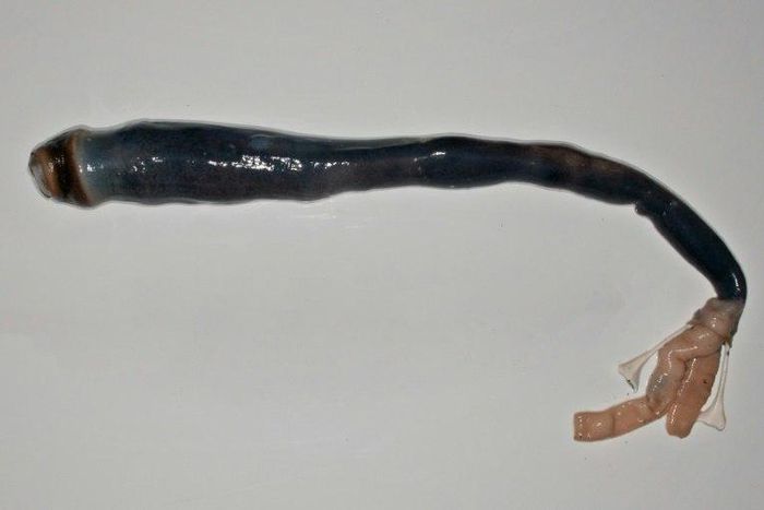 The giant shipworm is not a worm and it doesn't eat ships, but it is pretty big -- growing up to 155 centimetres (five feet) in length