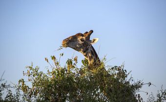 U.S. to Consider Listing Giraffes as Endangered Species