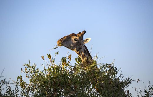 U.S. to Consider Listing Giraffes as Endangered Species