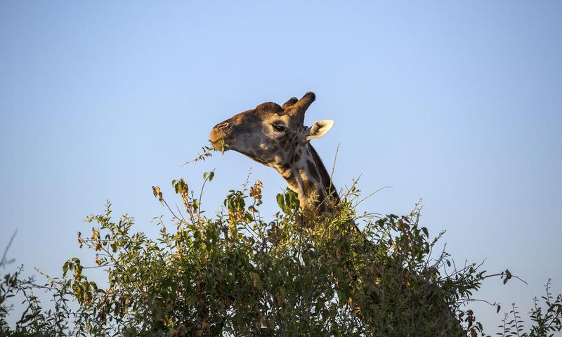 U.S. to Consider Listing Giraffes as Endangered Species