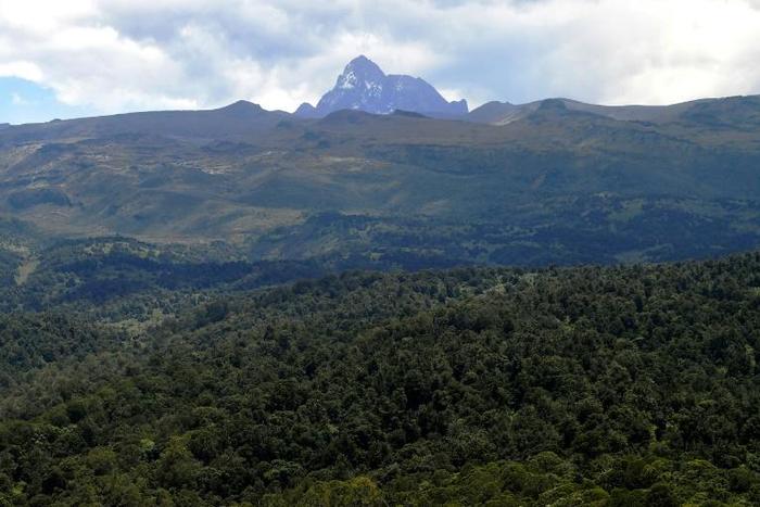 East Africa alone has lost 6 million hectares of forest since 2000