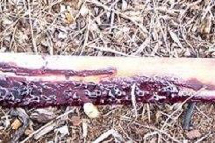 ___5039311___https:______static.pulse.com.gh___webservice___escenic___binary___5039311___2016___5___16___17___Bloody-machete