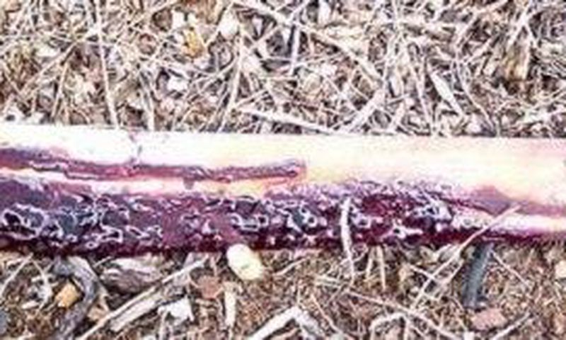 ___5039311___https:______static.pulse.com.gh___webservice___escenic___binary___5039311___2016___5___16___17___Bloody-machete