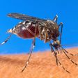 A mosquito-borne disease, malaria killed 429,000 people in 2015, 92 percent of them in Africa