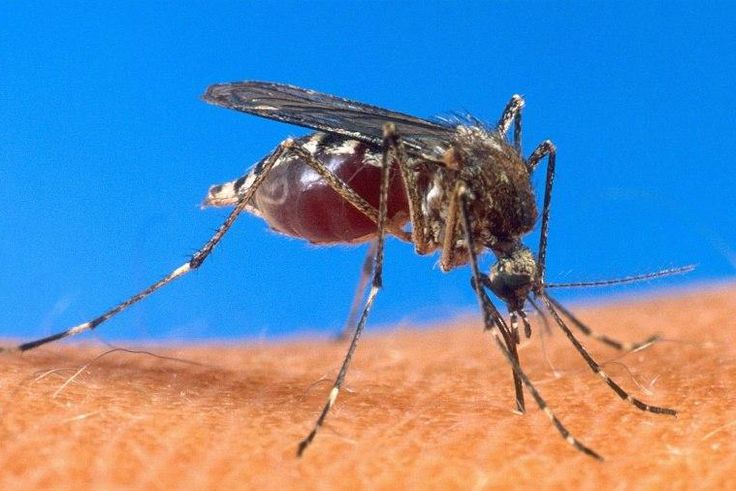 A mosquito-borne disease, malaria killed 429,000 people in 2015, 92 percent of them in Africa