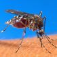 A mosquito-borne disease, malaria killed 429,000 people in 2015, 92 percent of them in Africa