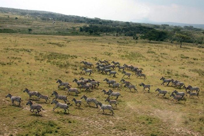 Thousands of Kenyan herders have invaded ranches, slaughtering animals and destroying pasture. Eight people have been killed in the land invasions since December
