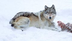 Gray Wolves may lose endangered status and protections
