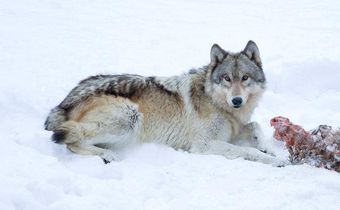 Gray Wolves may lose endangered status and protections