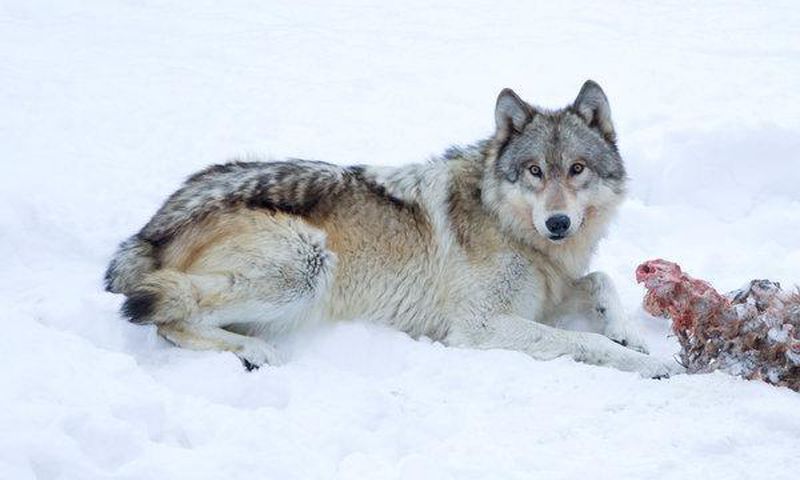 Gray Wolves may lose endangered status and protections