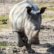 Brutal poachers on Monday killed a white rhino named Vince in a French zoo. It is the first time a European zoo has been breached in this way. Here is a handout picture of Vince, taken on March 22, 2016