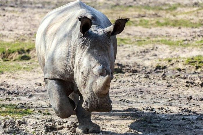 Brutal poachers on Monday killed a white rhino named Vince in a French zoo. It is the first time a European zoo has been breached in this way. Here is a handout picture of Vince, taken on March 22, 2016
