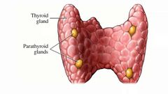 Thyroid glands(thyroid)