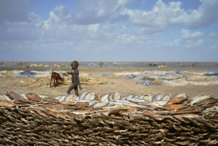 A boy walks past a stack of fish on the western shores of Kenya's Lake Turkana, which is gradually receding, fuelling fears of diminished fish stocks