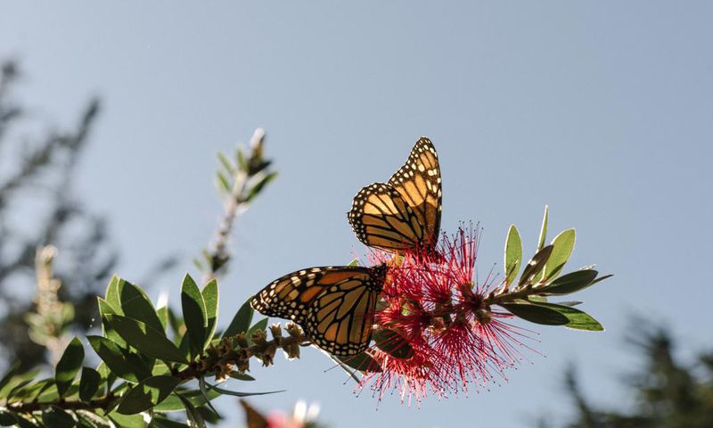 With 86% Drop, California's Monarch Butterfly Population Hits Record Low