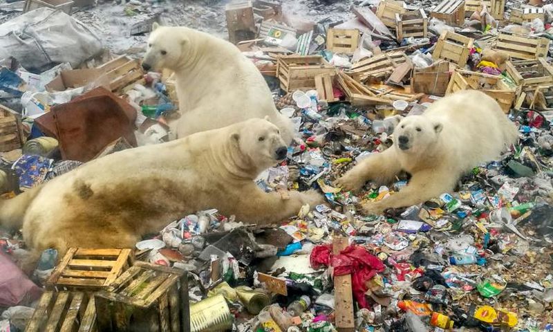More than 50 polar bears approached the far northern village of Belushya Guba where the animals feasted on food waste at a rubbish dump