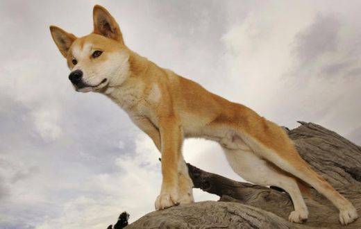 Dingo attacks on humans are very rare, but authorities in Australia have put down two after a French tourist and her son were bitten on Fraser Island
