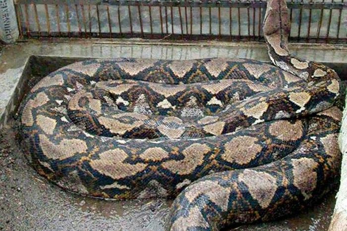Pythons, which regularly top 20 feet, are commonly found in Indonesia and the Philippines