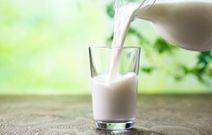 Cow's milk
