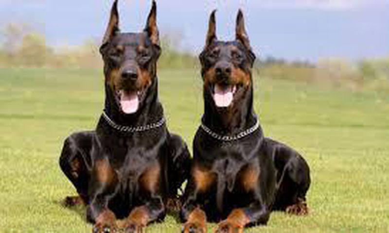 Dogs
