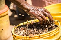 Harvesting honey(Al Jazeera)