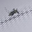 Zika is a mosquito-borne virus linked to birth defects like microcephaly and rare adult-onset neurological problems such as Guillain-Barre Syndrome, which can result in paralysis and even death