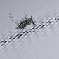 Zika is a mosquito-borne virus linked to birth defects like microcephaly and rare adult-onset neurological problems such as Guillain-Barre Syndrome, which can result in paralysis and even death