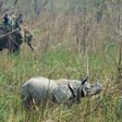 A one-horn rhino in Nepal's Chitwan National Park during an operation by conservationists this month