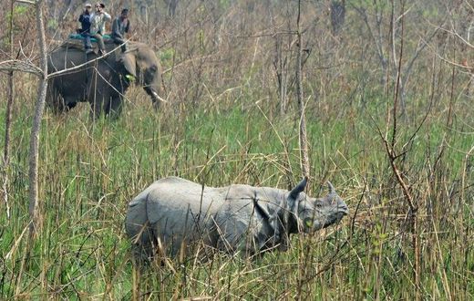 A one-horn rhino in Nepal's Chitwan National Park during an operation by conservationists this month