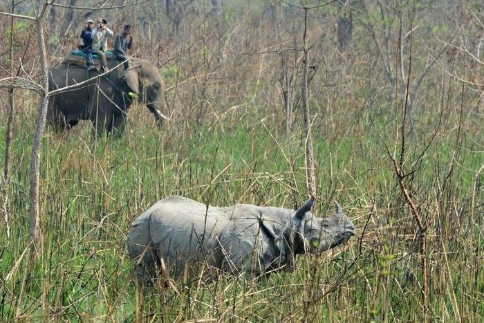 A one-horn rhino in Nepal's Chitwan National Park during an operation by conservationists this month