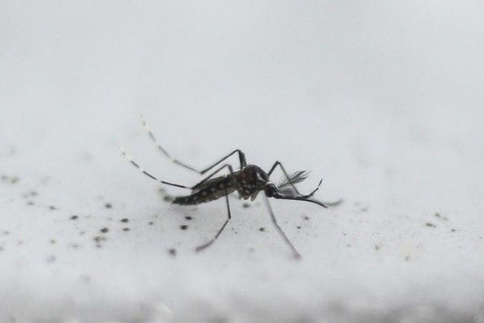 Measures to reduce the number of Aedes aegypti mosquitoes, which carry the Zika virus, as well as dengue and chikungunya, will remain in place