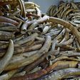 At its peak in 2014 wholesale prices for raw ivory stood at $2,100 (1,900 euros) per kg in Chinese markets, according to a report by two ivory trade experts