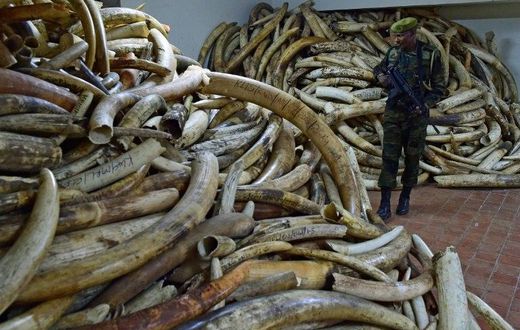 At its peak in 2014 wholesale prices for raw ivory stood at $2,100 (1,900 euros) per kg in Chinese markets, according to a report by two ivory trade experts