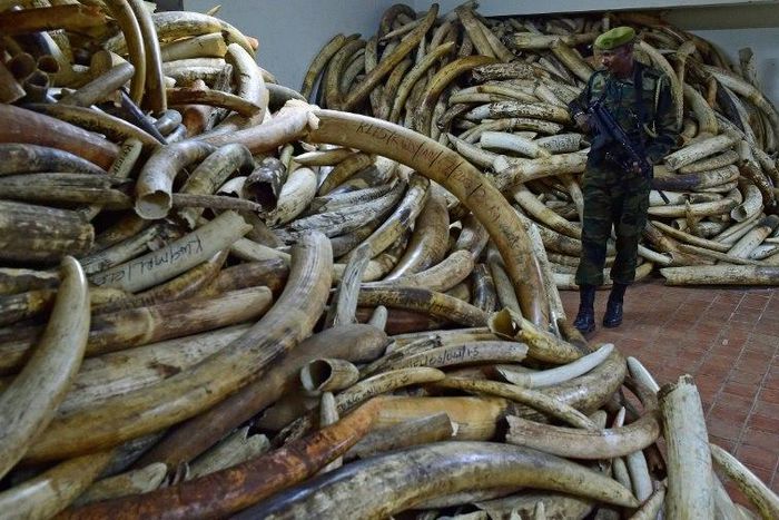 At its peak in 2014 wholesale prices for raw ivory stood at $2,100 (1,900 euros) per kg in Chinese markets, according to a report by two ivory trade experts