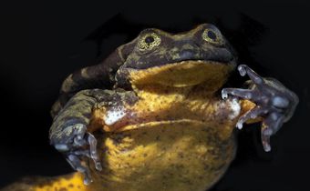 Romeo the Frog Finds His Juliet. Their Courtship May Save a Species.