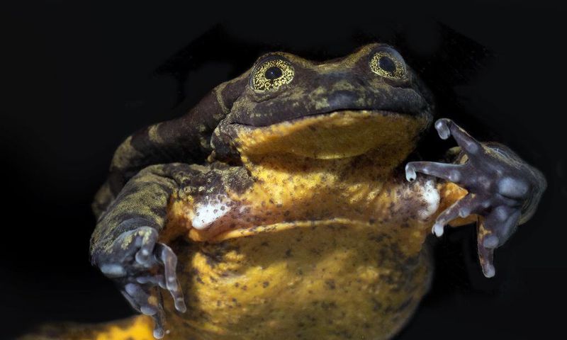 Romeo the Frog Finds His Juliet. Their Courtship May Save a Species.