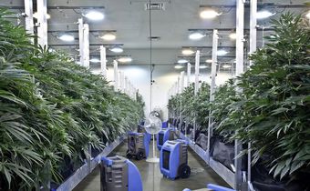 Effort to Legalize Marijuana in New Jersey Collapses