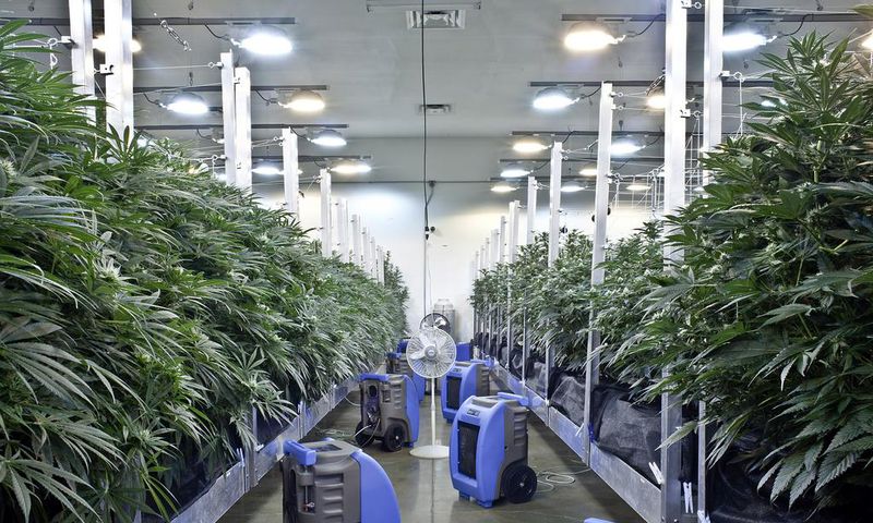 Effort to Legalize Marijuana in New Jersey Collapses