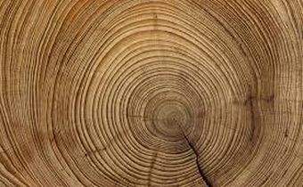 The tales in the tree rings