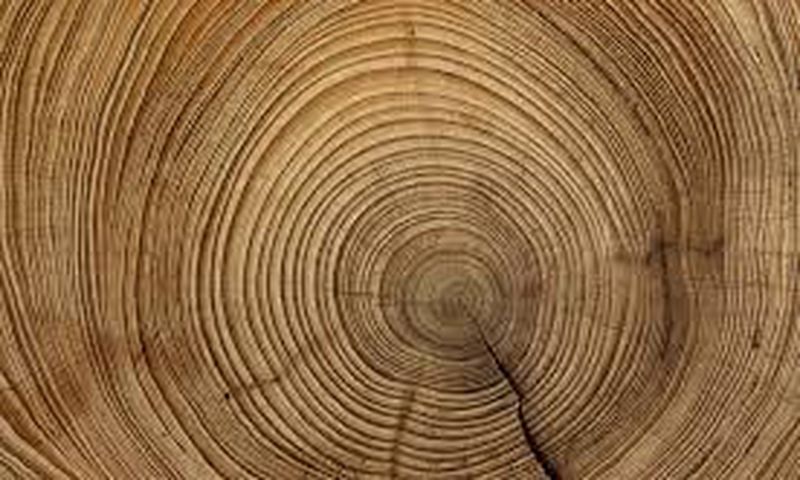 The tales in the tree rings