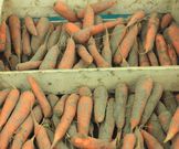 Carrots in sand(Pinterest)