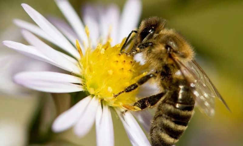 It has become increasingly customary in the French capital for bee hives to be introduced at seemingly unlikely locations, including also at the Paris Opera