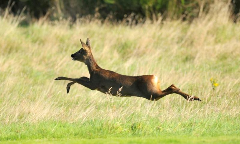 Kick off was suspended due to the pitch being "waterlogged...and covered in deer faeces"