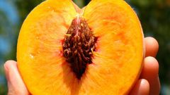 Healthy vagina(Rebel Circus)