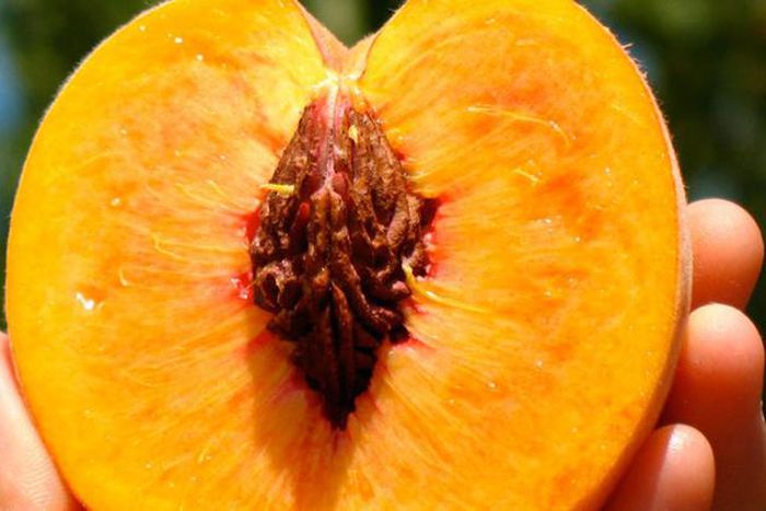 Healthy vagina(Rebel Circus)