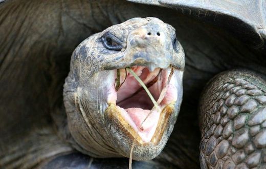 Peruvian officials found 29 Galapagos tortoises, considered vulnerable to extinction, on a bus while working to identify a wildlife trafficking ring