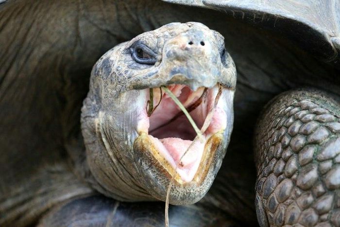 Peruvian officials found 29 Galapagos tortoises, considered vulnerable to extinction, on a bus while working to identify a wildlife trafficking ring